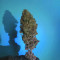 Purple Punch (Barney's Farm) Cannabis-Samen zu verkaufen