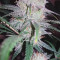 Jack Herer (GHS) Cannabis-Samen zu verkaufen
