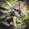 Original Auto Northern Lights (Fast Buds) Cannabis-Samen zu verkaufen