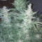 Grandaddy Banner (Big Head Seeds) Cannabis-Samen zu verkaufen