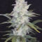 Mimosa Cake Auto (Fast Buds) Cannabis-Samen zu verkaufen