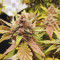 Purple Punch Auto (Fast Buds) Cannabis-Samen zu verkaufen