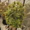 Godzilla Original Glue GG#4 Cannabis-Samen Kaufen