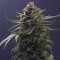 Laughing Buddha (Barney's Farm) Cannabis-Samen zu verkaufen