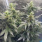 Amnesia Autoflower Cannabis-Samen Kaufen
