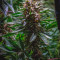 Purple Punch Cookies (Original Sensible Seeds) Cannabis-Samen zu verkaufen
