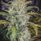 Stardawg Auto (Fast Buds) Cannabis-Samen zu verkaufen
