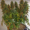 CBD Auto 1:1 (CBD Crack) Cannabis-Samen zu verkaufen