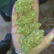 Auto Gorilla Blue Cannabis-Samen Kaufen