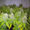 Honey Cream (Fast Flowering) (RQS) Cannabis-Samen zu verkaufen