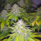 Honey Cream (Fast Flowering) (RQS) Cannabis-Samen zu verkaufen