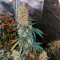 Cafe Racer (BlimBurn Seeds) Cannabis-Samen