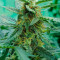 Wedding Cake Auto (Original Sensible Seeds) Cannabis-Samen zu verkaufen