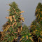 Kaufe Runtz XL Auto Samen feminisiert von Sweet Seeds