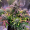 Stress Killer Automatic CBD (RQS) Cannabis-Samen zu verkaufen
