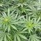 Mimosa Shot Cannabis-Samen Kaufen