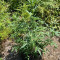 Critical XXL Auto (Herbies Seeds) Cannabis-Samen
