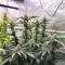 All The Sauces R1 (Ethos Genetics)