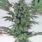 Arjan's Strawberry Haze (GHS) Cannabis-Samen
