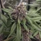 Auto Strawberry Soda (Dutch Passion)