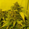 Black Russian (Delicious Seeds) Cannabis-Samen
