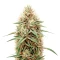 CBD Bomb (Bomb Seeds) Cannabis-Samen