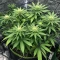 CBD D Diesel (CBD Botanic Seeds) Cannabis-Samen