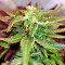 Gorilla Auto (GG#4 Original Glue Auto) (Expert Seeds) Cannabis-Samen