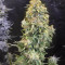 Gorilla Z feminisierte Samen (Barney's Farm)