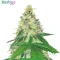 High-THC Bundle #2: 3x3 seeds (Mixed)
