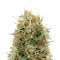 Kaia Kush (GHS) Cannabis-Samen