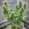King's Juice Auto (GHS)