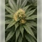 Northern Light (RQS) Cannabis-Samen