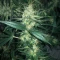 Pineapple Muffin Autoflower feminisierte Samen (Humboldt Seed Company)