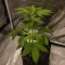 Purple Queen (RQS) Cannabis-Samen