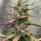 Strawberry Pie Auto Samen feminisiert (Fast Buds)