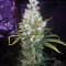 Three Blue Kings (Humboldt Seeds Organization) Cannabis-Samen