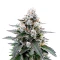 Trainwreck Auto (Barney's Farm)