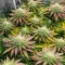Z (Big Head Seeds) Cannabis-Samen