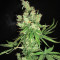 Lemon OG Kush (DNA Genetics) Cannabis-Samen