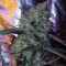 Purple Paralysis (Cream of the Crop Seeds) Cannabis-Samen
