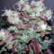 Strawberry Cough (Dutch Passion) Cannabis-Samen