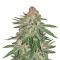 Big Bud XXL (Ministry Of Cannabis) Cannabis-Samen