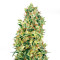 Doctor Jamaica Auto (Vision Seeds) Cannabis-Samen