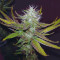 Eleven Roses feminisierte Samen (Delicious Seeds)