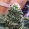 Gorilla (GG#4 Original Glue) (Expert Seeds) Cannabis-Samen