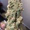 Lemonberry Haze Auto (Original Sensible Seeds) Cannabis-Samen