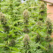 Malawi x PCK (Ace Seeds) Cannabis-Samen