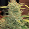 Original Auto BubbleGum (Fast Buds) Cannabis-Samen