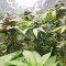 Pineapple (Seedstockers) Cannabis-Samen